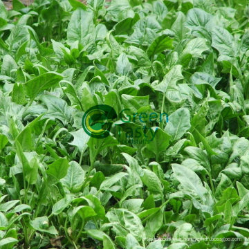 IQF Frozen Fresh Chopped Spinach in High Quality